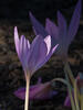_A003467croofm.jpg